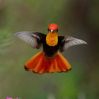 Ruby-topaz Hummingbird